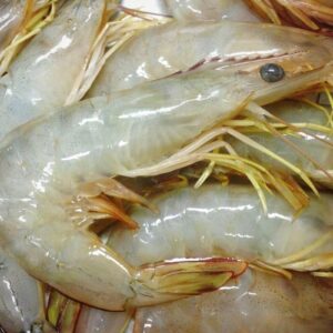 White-Shrimps-1