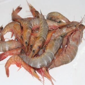 karikadi-shrimps-4